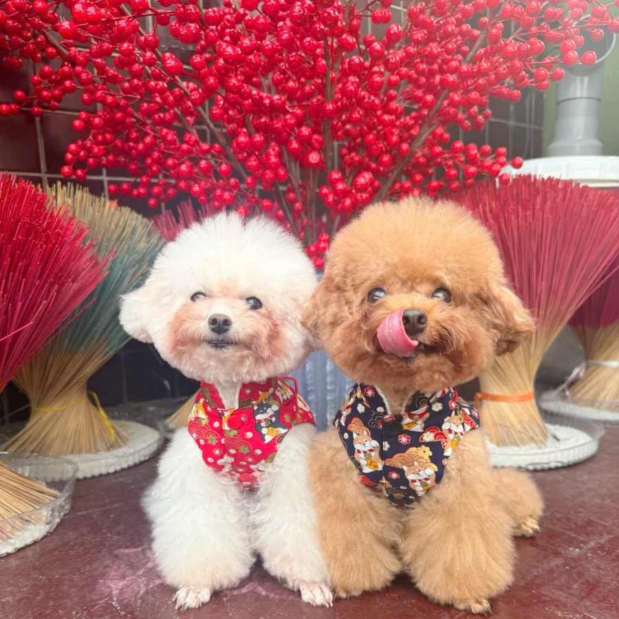 Two poodles in Lunar New Year print bandanas