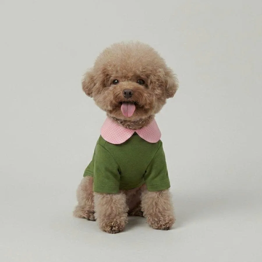 Toy poodle in pink gingham harness vest