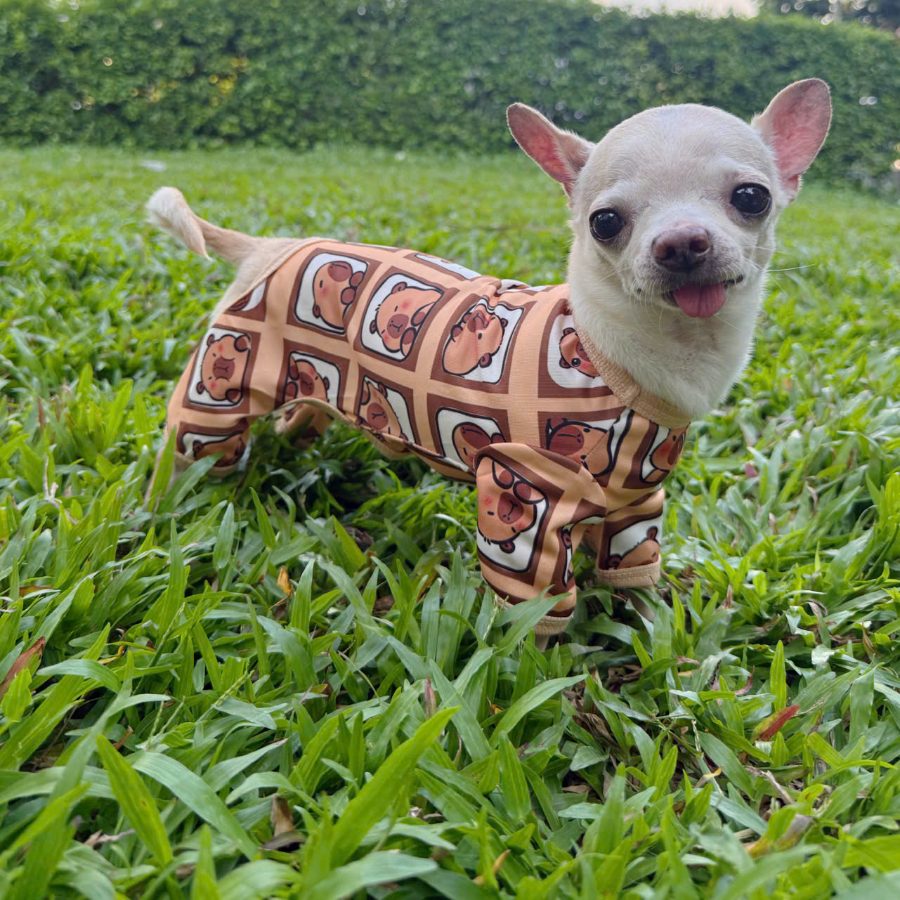 Chihuahua in a capybara-print onesie