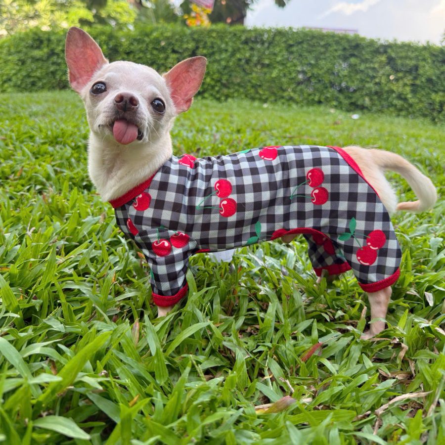 Chihuahua in a gingham cherry-print onesie