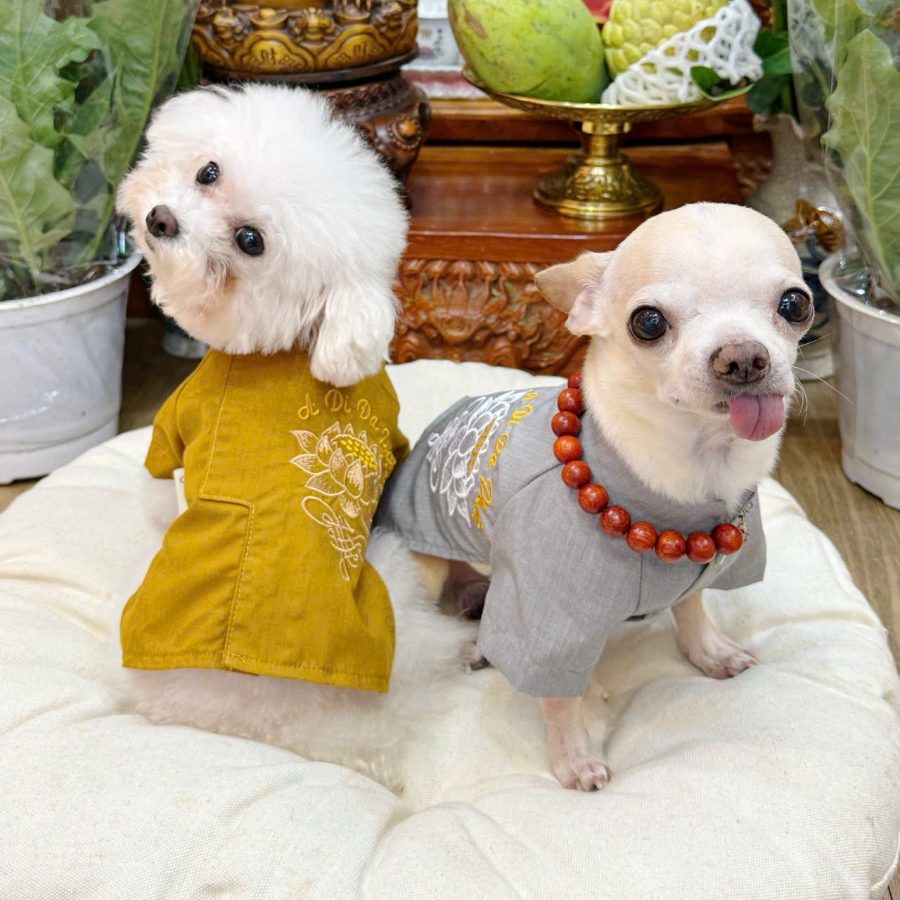 Two dogs in embroidered Buddhist robes