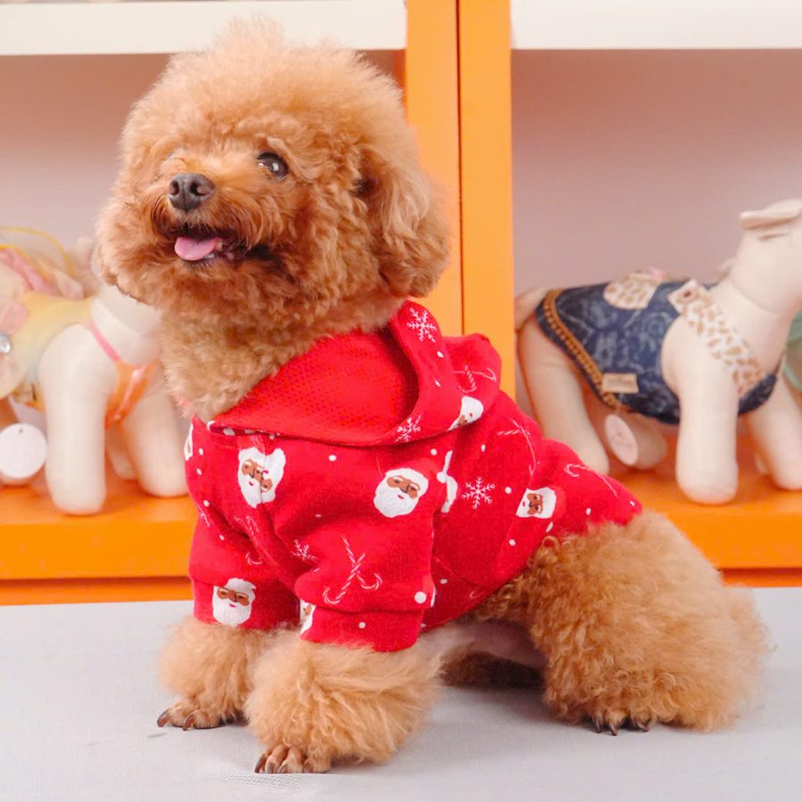 Poodle in a red Santa-print hoodie