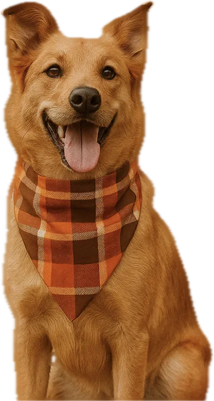 Dog wearing an autumn plaid bandana