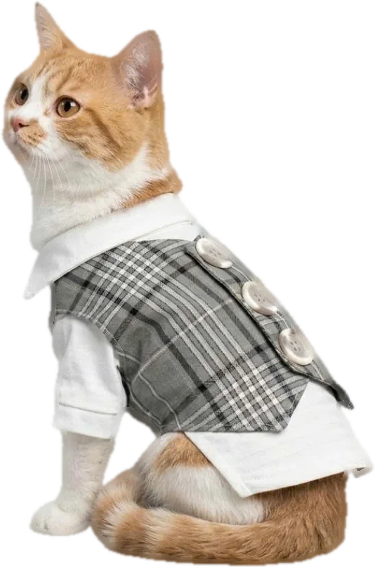 Cat in a tailored plaid vest - Viepex pet apparel