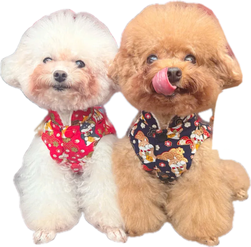 Two poodles in Lunar New Year print bandanas