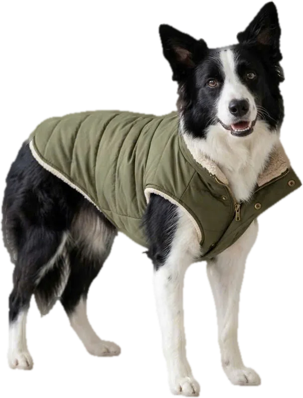Border collie in an olive quilted fleece-lined jacket