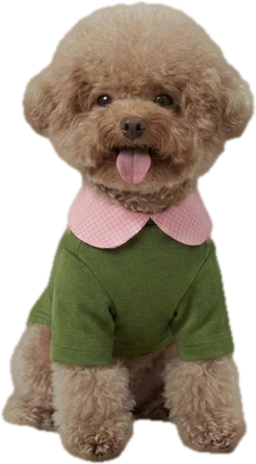 Poodle in an olive tee with pink peter-pan collar