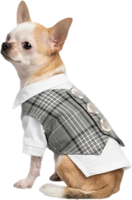 Chihuahua in a grey plaid tailored vest with white shirt